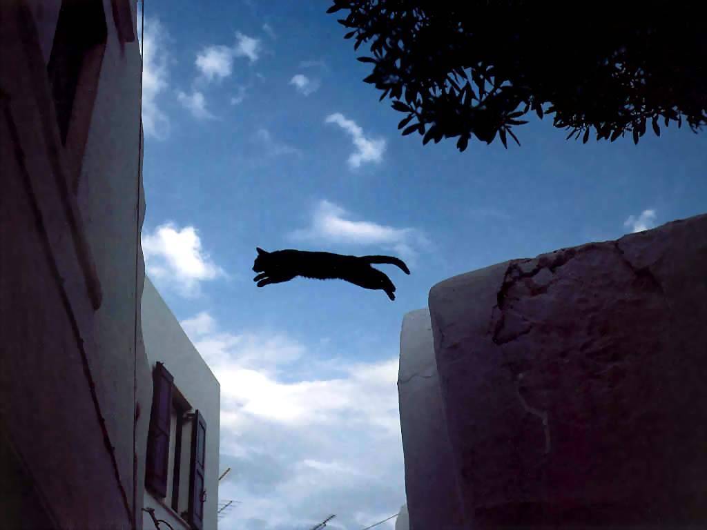 Gatti (202)